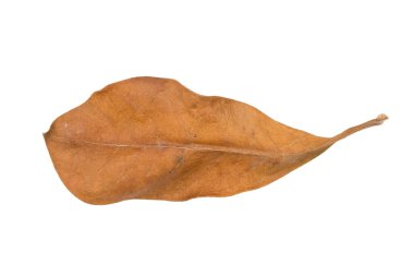 beyaz arkaplanda kuru yapraklar izole