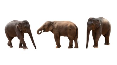 Beyaz arkaplanda izole edilmiş fil - kırpma yolları.