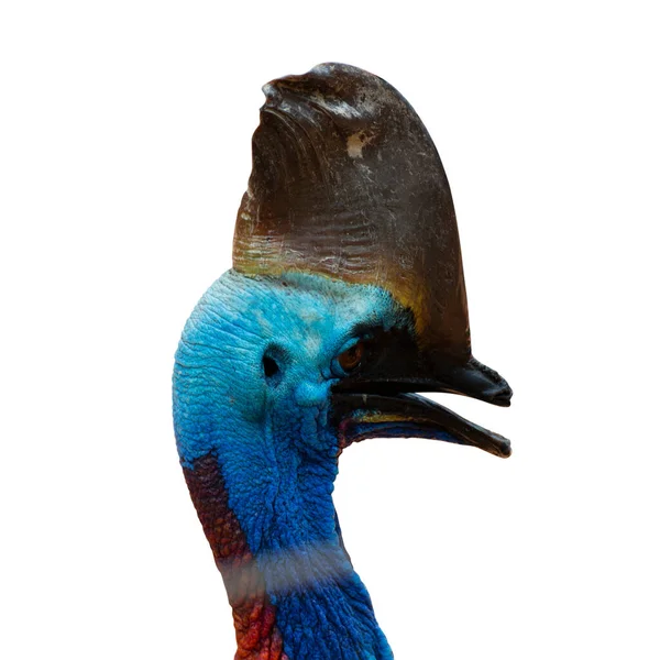 Zbliżenie Głowy Cassowary Ptaka Izolowane Białym Tle Ścieżki Wycinania — Zdjęcie stockowe
