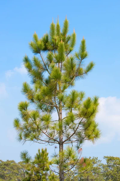 Borovice Tropickém Lese Modrou Oblohou — Stock fotografie
