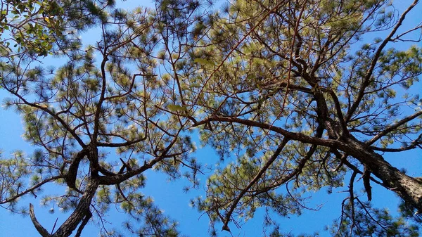 Pine Tree Tropical Forest Blue Sky — Stock Photo, Image