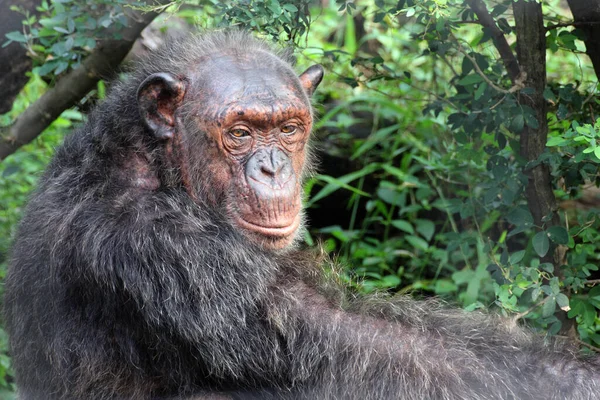 Ritratto Vecchio Scimpanzé — Foto Stock