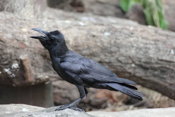 Retrato Cuervo Negro Corvus Corone — Foto de Stock