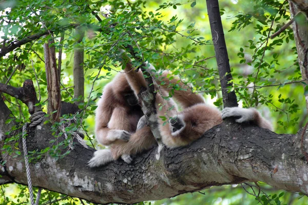 Gibbon Deux Mains Blanches Relaxant Sur Bois — Photo