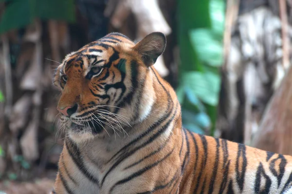 Tigre Bengale Regardant Quelque Chose — Photo