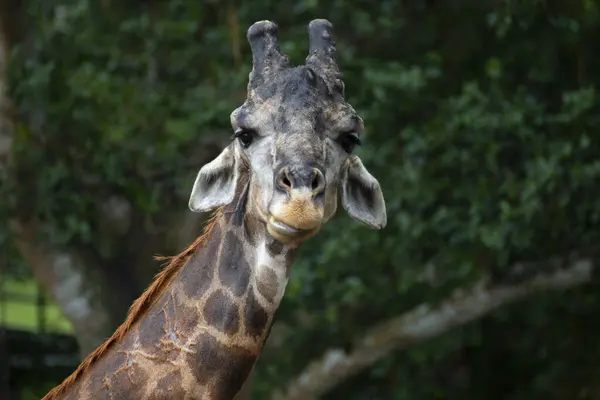 Detailní Záběr Žirafy — Stock fotografie