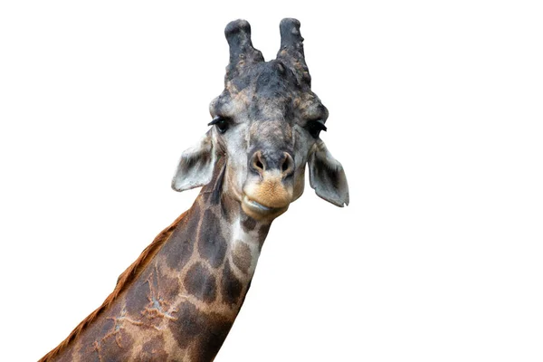 Крупный План Жирафов Изолированных Белом Фоне Обрезка Путей — стоковое фото