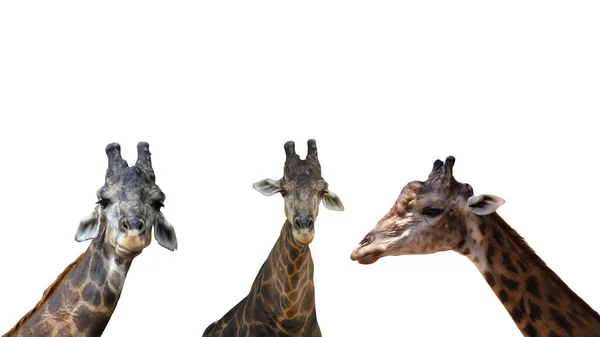 Set Giraffe Isolate Sfondo Bianco Percorsi Ritaglio — Foto Stock