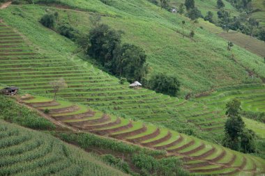 Pa Pong Pieng, Mae Chaem, Chiang Mai, Tayland 'daki teraslı pirinç tarlası..
