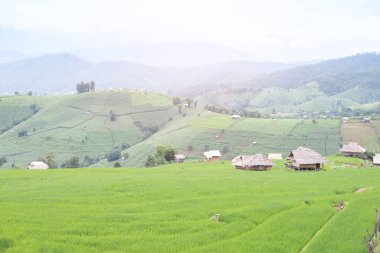 Pa Pong Pieng, Mae Chaem, Chiang Mai, Tayland 'daki teraslı pirinç tarlası..