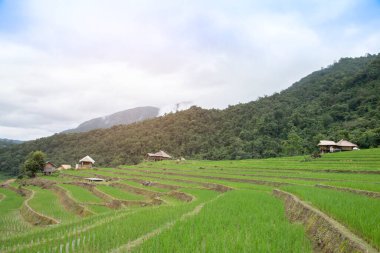 Pa Pong Pieng, Mae Chaem, Chiang Mai, Tayland 'daki teraslı pirinç tarlası..