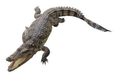 Beyaz arkaplanda izole edilmiş timsah - kırpma yolları.