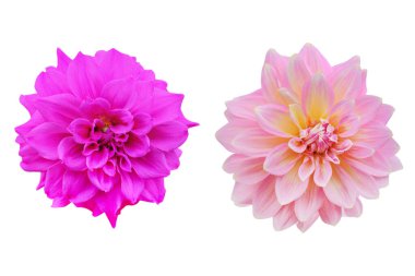 Beyaz arkaplanda yalıtılmış Dahlia çiçeği - kırpma yolları.