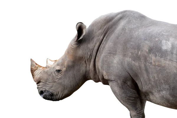 White Rhino Isolated White Background Clipping Paths — Stock Photo, Image