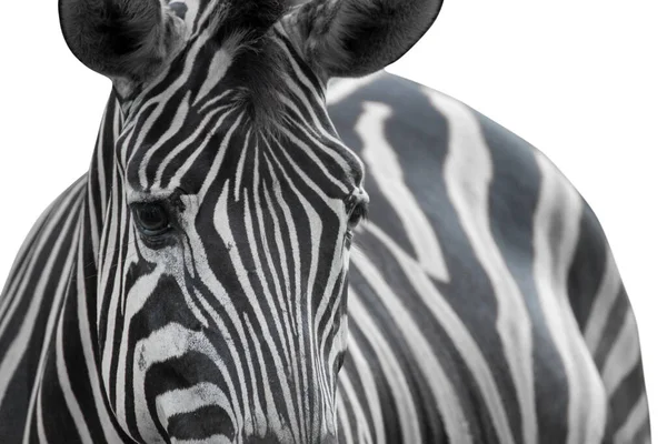 Zebraは白い背景に隔離された肖像画を閉じます クリッピングパス — ストック写真