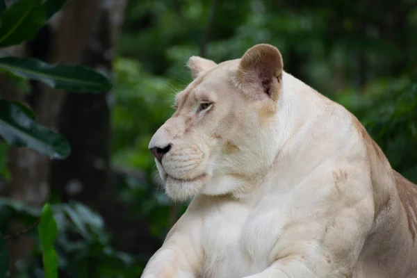 Hermoso León Naturaleza — Foto de Stock