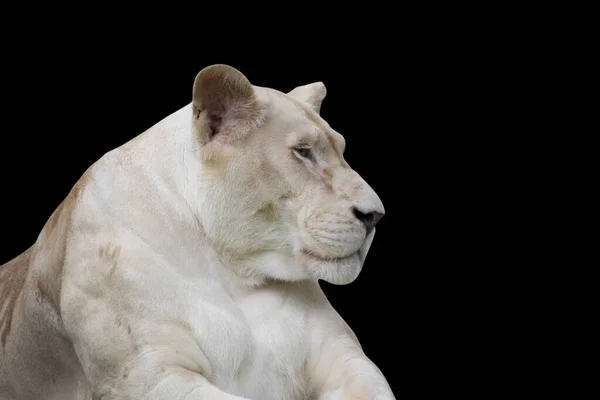 Der Schöne Löwe Isoliert Auf Schwarzem Hintergrund Wege Schneiden — Stockfoto