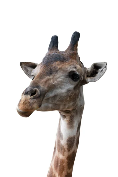 Primo Piano Una Giraffa Isolata Sfondo Bianco Percorsi Ritaglio — Foto Stock