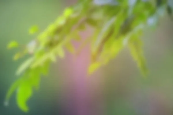 Astratto Sfocato Foglia Verde Sullo Sfondo Dell Albero — Foto Stock