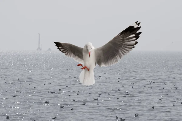 Möwen Fliegen Über Das Meer — Stockfoto