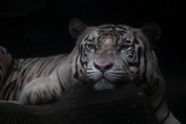 Weißer Tiger Auf Dem Felsen Und Sucht Etwas — Stockfoto