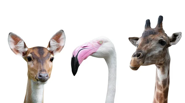 Conjunto Animais Cervos Flamingo Girafa Isolado Fundo Branco Caminhos Recorte — Fotografia de Stock