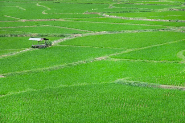 Αγροτεμάχιο Ρυζιού Καμπίνα Στην Ύπαιθρο Της Ταϊλάνδης — Φωτογραφία Αρχείου