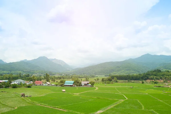 Reisfeld Mit Dorf Auf Dem Land Thailand — Stockfoto