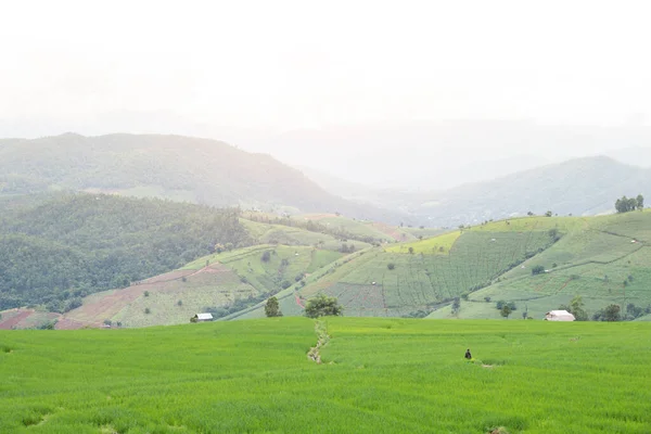 Terraced Rice Field Pong Pieng Mae Chaem Chiang Mai Thailand — стокове фото