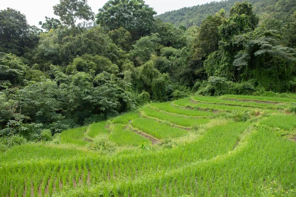 Campo Arroz Verde Distrito Mae Chaem Província Chiang Mai Tailândia — Fotografia de Stock