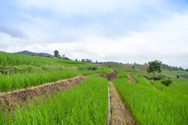 Reisterrassenfeld Pong Pieng Mae Chaem Chiang Mai Thailand — Stockfoto