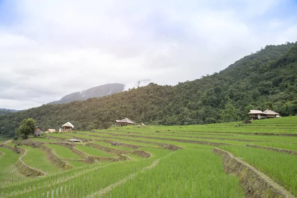 Campo Riso Terrazzato Pong Pieng Mae Chaem Chiang Mai Thailandia — Foto Stock