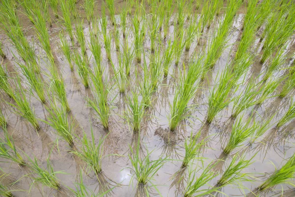 Αγροτεμάχιο Ρυζιού Νέο Ρύζι Καλλιεργείται Γεωργική Εκμετάλλευση — Φωτογραφία Αρχείου