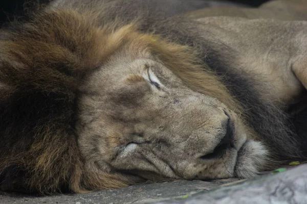 León Durmiendo Suelo — Foto de Stock