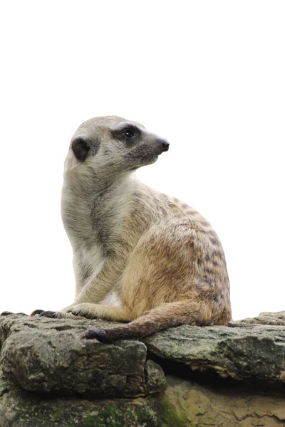 Meerkat Suricata Suricatta Seduto Sulla Roccia Isolato Sfondo Bianco Sentieri — Foto Stock