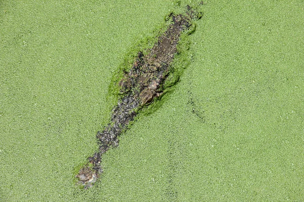 Close Head Crocodile — Stock Photo, Image