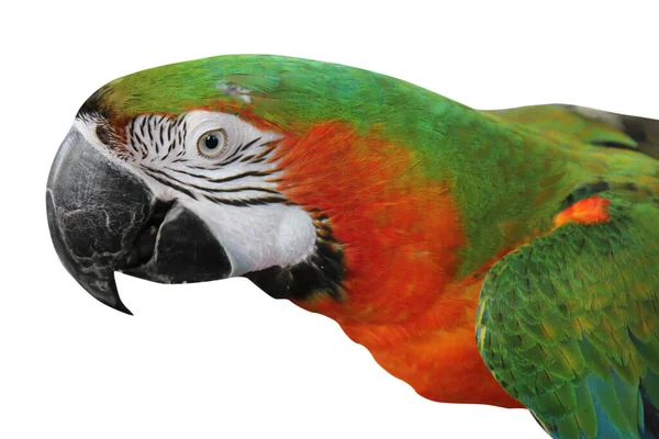 Pappagallo Macaw Isolato Sfondo Bianco Percorsi Ritaglio — Foto Stock