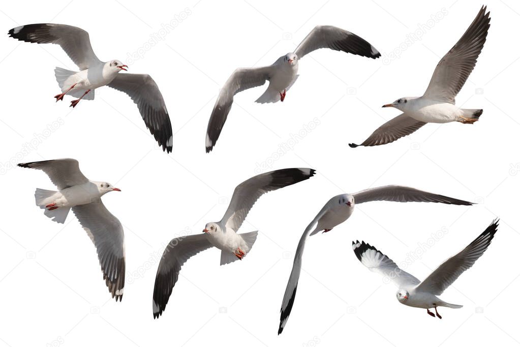 Set of seagulls flying isolated on white background - clipping paths