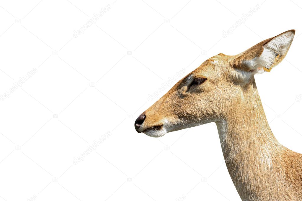 close-up of antelope isolated on a white background - clipping paths.