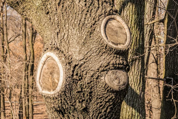 Poplar Tree Trunk Three Scars Due Branches Having Been Cut — Stock Photo, Image