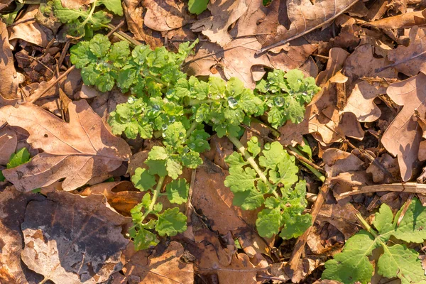 Chelidonium Majus Also Called Greater Celandine Tetterwort Rain Drops Forest — Stock Photo, Image