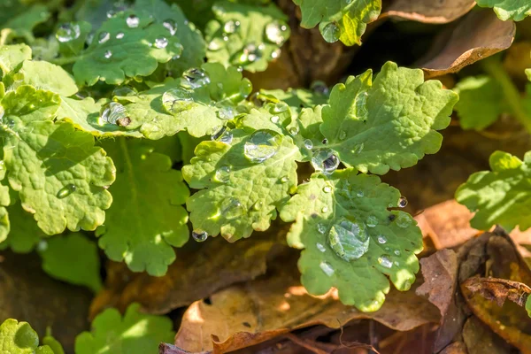 Chelidonium Majus Also Called Greater Celandine Tetterwort Rain Drops Forest — Stock Photo, Image