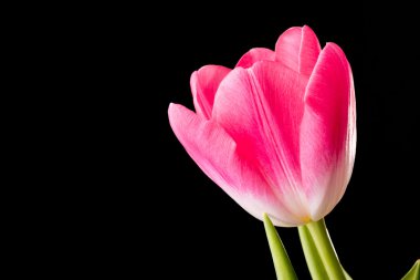 Siyah arkaplanda kırmızı lale