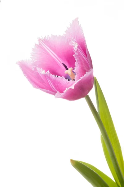 Rózsaszín tulipán, a fehér háttér rojtos — Stock Fotó