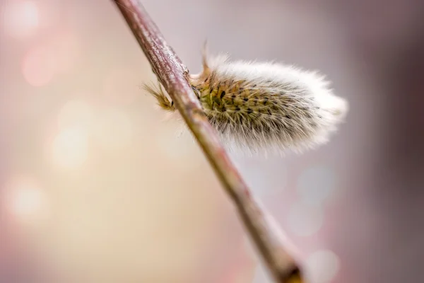 柳の芽 — ストック写真