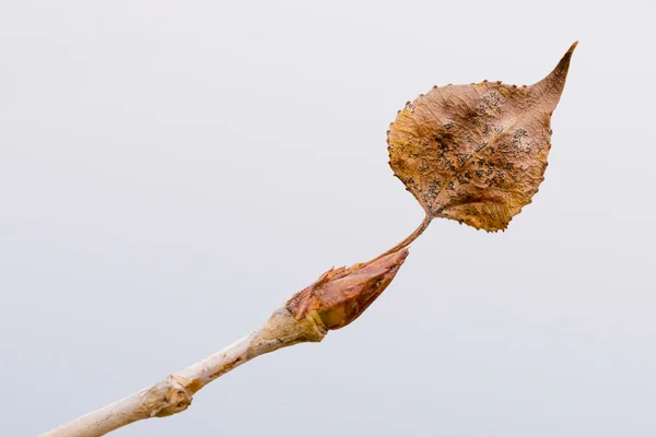 Brote de álamo joven con hoja —  Fotos de Stock