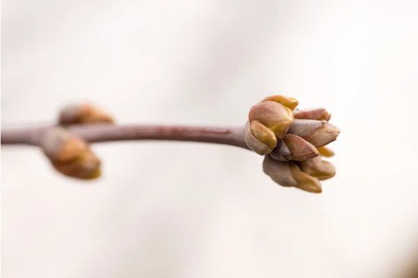 Een Tak Met Een Jonge Bud Aan Het Begin Van — Stockfoto