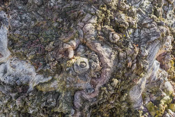 Abstrakta Närbild Burl Poppel Träd Bark — Stockfoto