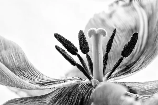 Stamens ve Pistil bir Pembe Lale saçaklı — Stok fotoğraf