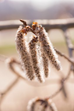 Populus Alba kedicik